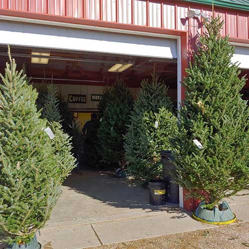 Choose and Cut Christmas Trees in Rantoul, KS near Ottawa, Kansas